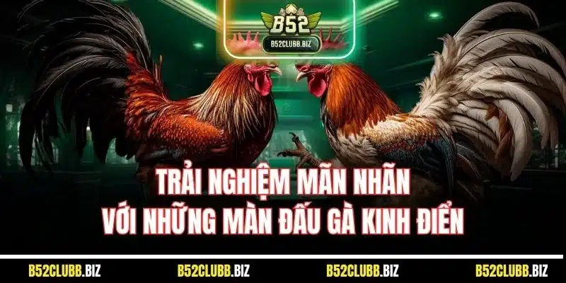 Trải nghiệm mãn nhãn với những màn đấu gà kinh điển
